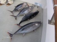 Click to Enter 'Fishing 019' Page